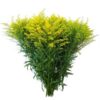 Solidago