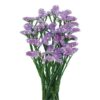 Statice lavanda
