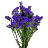 Statice azul