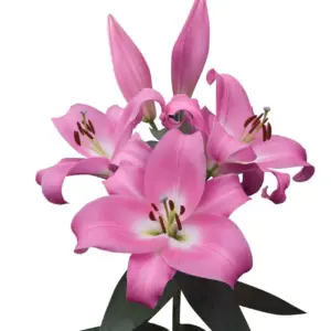 Lilium Oriental Rosa