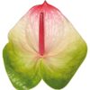Anthurium Zafira